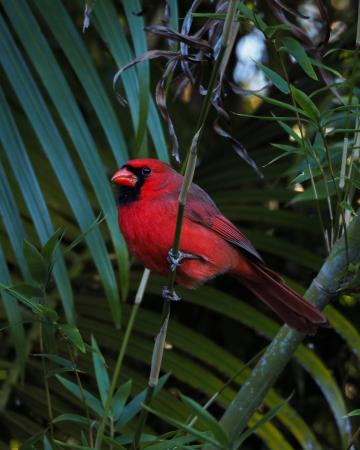 Northport Village, 534 NW Kingston St, Port St. Lucie, Florida 34983, image 1