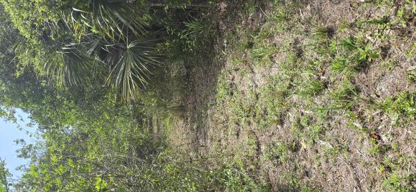 4612 Windmill Rd, Loxahatchee, Florida 33470, image 1