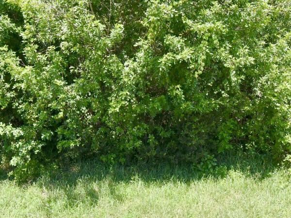 Paar Estates, 172 SW Gettysburg Dr, Port St. Lucie, Florida 34953, image 1