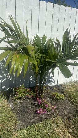 Mango Hill, 4300 W 10th Ct, Hialeah, Florida 33012, image 1