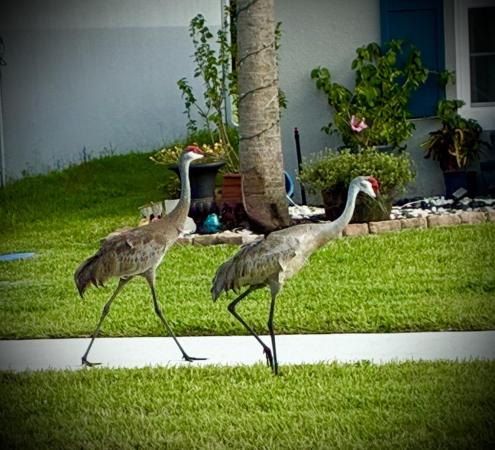 Avalon Crossing, 437 Acai Ln, Fort Pierce, Florida 34981, image 1