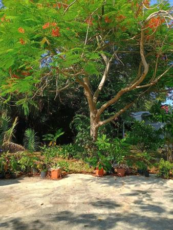 Forest Ridge Park, 831 N Forest Hill Blvd, West Palm Beach, Florida 33405, image 1