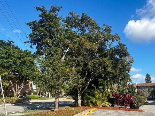 Sunrise Lakes 4, 10332 Sunrise Lakes Blvd #111, Sunrise, Florida 33322, image 3