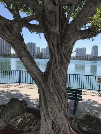 Commodore Plaza Century, 2780 NE 183rd St #1515, Aventura, Florida 33160, image 1
