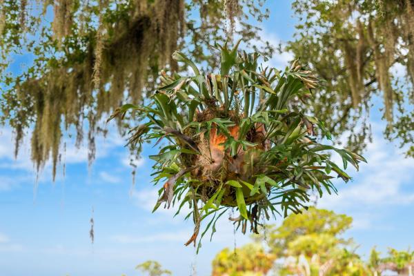 Hidden Oaks, 1873 SW Macarthur Ave, Port St. Lucie, Florida 34953, image 1