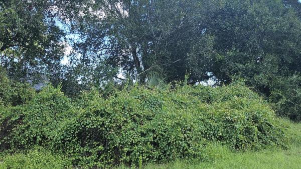 Palm Trails, 1785 SW Day St, Port St. Lucie, Florida 34953, image 3