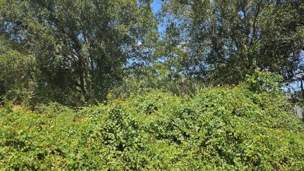 Palm Trails, 1785 SW Day St, Port St. Lucie, Florida 34953, image 1