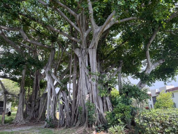 Banyan Park, 170 NW 70th St #1030, Boca Raton, Florida 33487, image 1