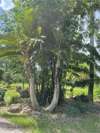 Everglades Land, 6501 SW 185th Way, Southwest Ranches, Florida 33332, image 2