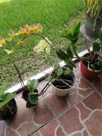 Spring Crest, 4235 N University Dr #112, Sunrise, Florida 33351, image 1