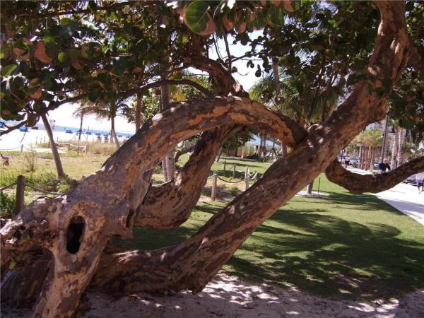 Ocean Monarch, 133 N Pompano Beach Blvd #307, Pompano Beach, Florida 33062, image 3