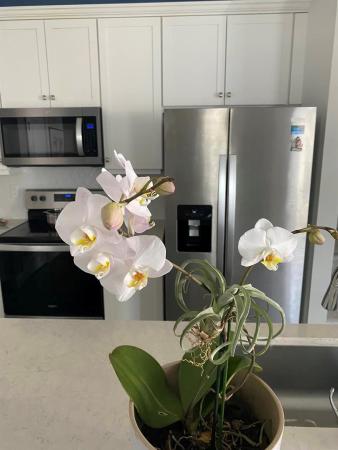 Sandpiper Pointe, 1819 Sandpiper Pointe Pl #1819, Deerfield Beach, Florida 33442, image 1