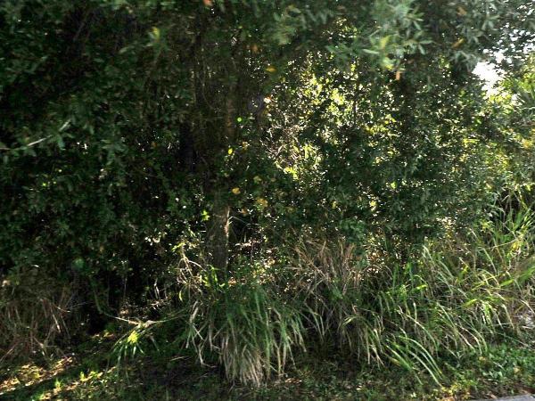 Gatlin Pines, 2817 SW Rosser Blvd, Port St. Lucie, Florida 34953, image 2