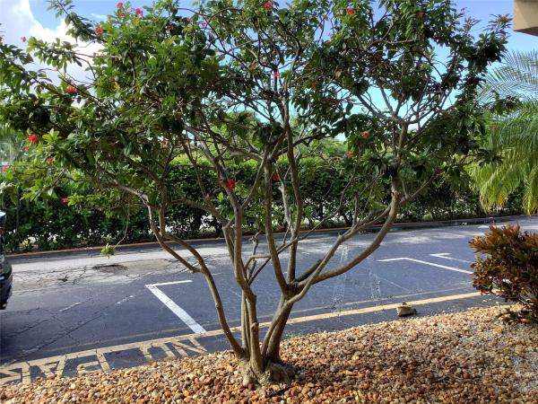 Village Royale Greenridge, 2300 NE 1st Ln #107, Boynton Beach, Florida 33435, image 1