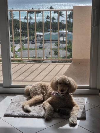 Prince George, 1865 S Ocean Dr #11N, Hallandale Beach, Florida 33009, image 1