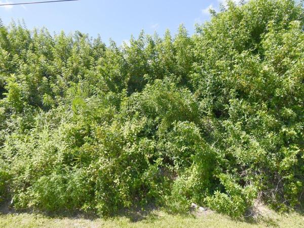 Woodland Trails, 1582 SW Jacksonville Ave, Port St. Lucie, Florida 34953, image 1