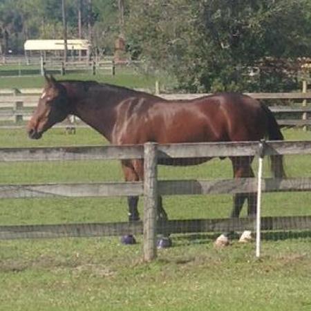 Loxahatchee Groves Residential, 2581 C Rd, Loxahatchee Groves, Florida 33470, image 1