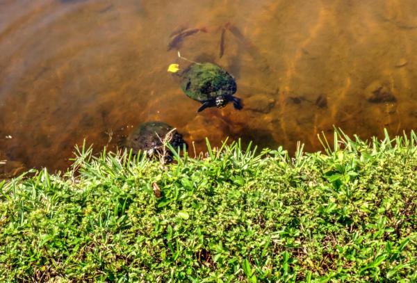 Searise At Jupiter Ocean & Racquet Club, 1605 S Us Highway 1 #A105, Jupiter, Florida 33477, image 1