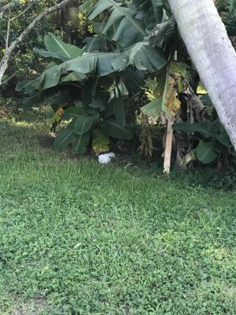 Delray Villas 4 & 5, 6260 Stanley Ln, Delray Beach, Florida 33484, image 1