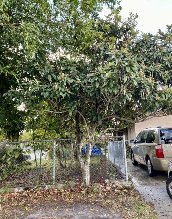 Lake Worth No HOA, 4985 S Bowman St, Lake Worth, Florida 33463, image 2