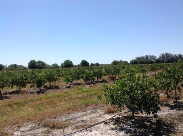 17850 Orange Ave, Fort Pierce, Florida 34950, image 1