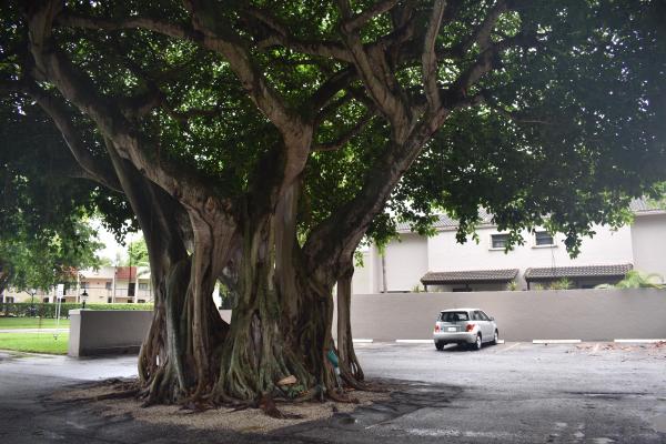 Banyan Courts, 149 NW 70th St #214C, Boca Raton, Florida 33487, image 1