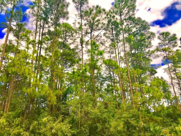 The Acreage, 12097 85th Rd N, West Palm Beach, Florida 33412, image 2