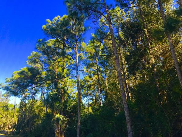 The Acreage, 12097 85th Rd N, West Palm Beach, Florida 33412, image 1