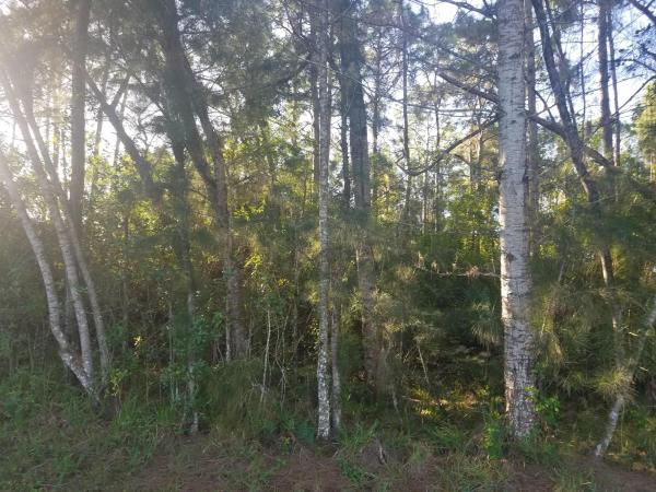 The Acreage, 17580 40th Run N, Loxahatchee, Florida 33470, image 1