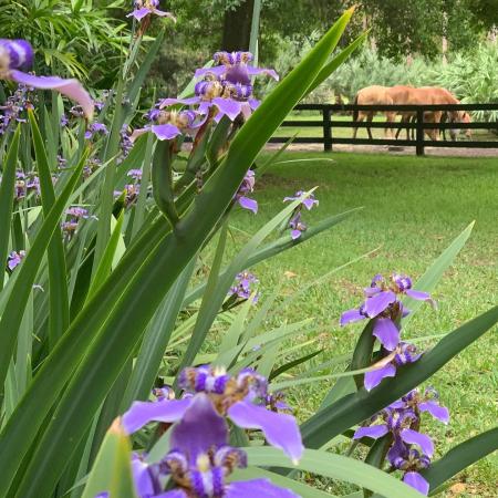 Caloosa, 13455 Choctaw Trce, Palm Beach Gardens, Florida 33418, image 2