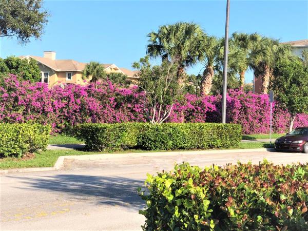 CitySide, 990 Millbrae Ct #6, West Palm Beach, Florida 33401, image 1