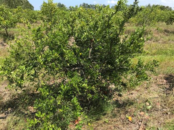 Tbd Carlton-adams Rd, Fort Pierce, Florida 34945, image 1