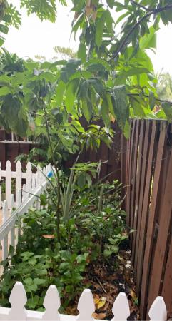 The Pines, 6445 Red Pine Ln #B, Greenacres, Florida 33415, image 1