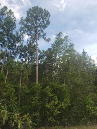 Sunny Urban Meadows, Xxxxx 200th And 56th, Loxahatchee, Florida 33470, image 1