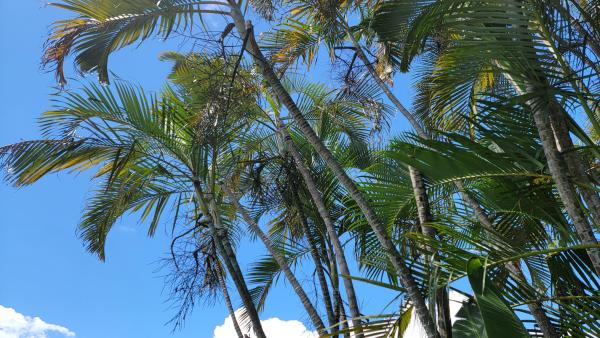 Westchester Townhouses, 4369 Woodstock D Dr #D, West Palm Beach, Florida 33409, image 2