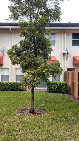 Carriage Homes At Bentley Park, 3336 NW 29th Ct, Lauderdale Lakes, Florida 33311, image 2