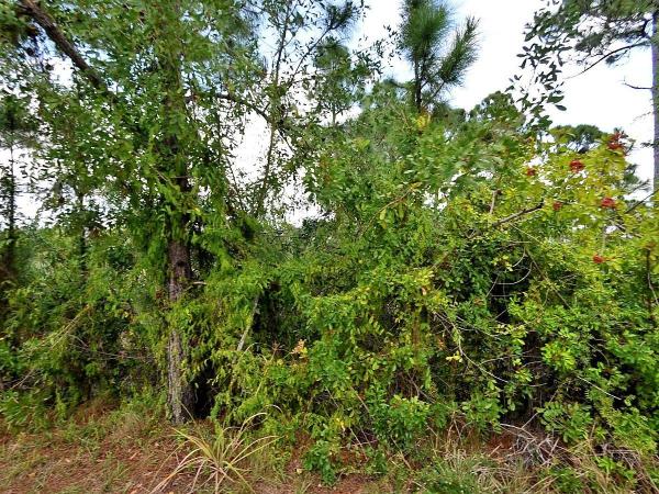 Tbd Forgotten Ln, Fort Pierce, Florida 34945, image 1