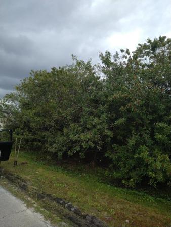 Woodland Trails, 4585 SW Darlington St, Port St. Lucie, Florida 34953, image 2