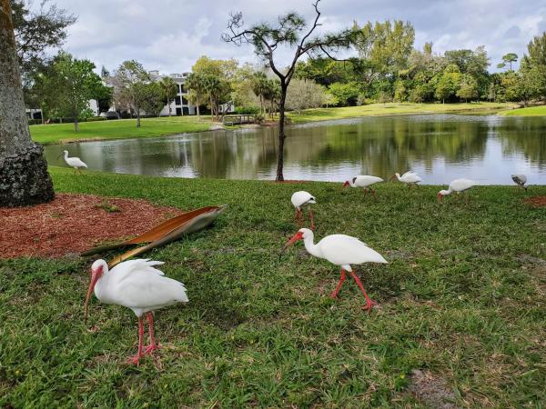 Woodhaven, 6543 Burning Wood Dr #214, Boca Raton, Florida 33433, image 2