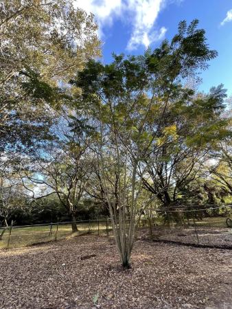 Wind In The Pines, 14031 125th Ave N, Palm Beach Gardens, Florida 33418, image 2