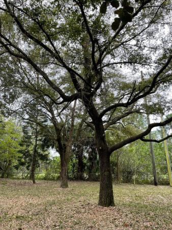 Wind In The Pines, 14031 125th Ave N, Palm Beach Gardens, Florida 33418, image 1