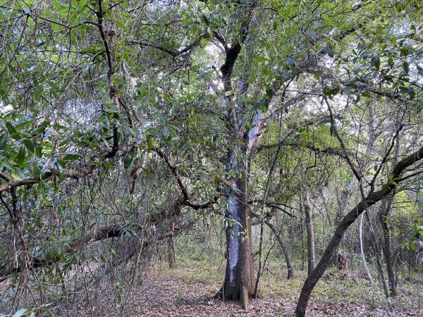 The Acreage, 17238 Orange Grove Blvd, Loxahatchee, Florida 33470, image 1