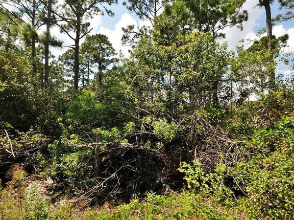 Fort Pierce Residential, 0 Tree Top Trail, Fort Pierce, FL 34951, Fort Pierce, Florida 34951, image 1