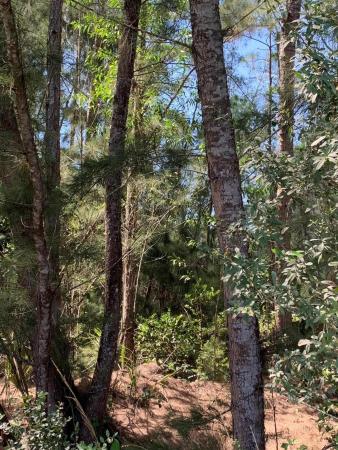 Wind In The Pines, 12496 N 148th Rd, West Palm Beach, Florida 33418, image 1