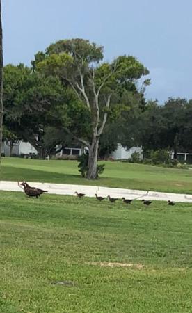 Southgate At Indian Spring, 11579 Losano Dr, Boynton Beach, Florida 33437, image 1