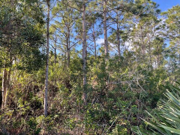 The Acreage Residential, R-70 94th St STREET, The Acreage, Florida 33470, image 1