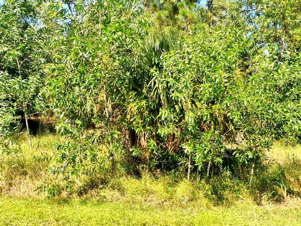 Torino, 5752 NW Zenith Dr, Port St. Lucie, Florida 34986, image 1