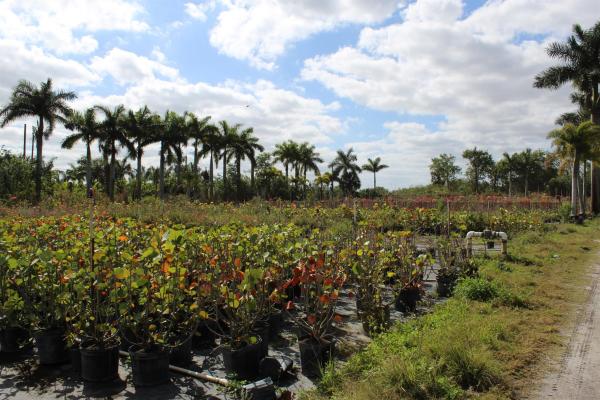 Santa Rosa Groves, 20364 Louise St, Loxahatchee, Florida 33470, image 1