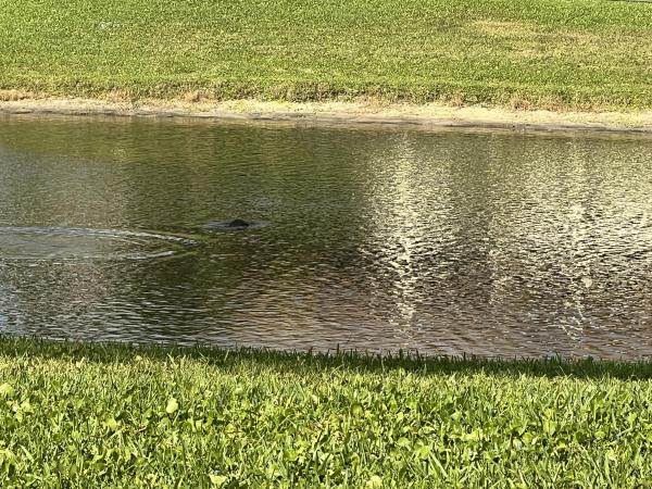 Lakeview Greens, 3011 W Linton Blvd #210d, Delray Beach, Florida 33445, image 1