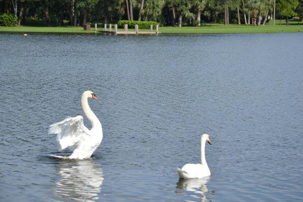 Park At Windwood, 3350 Jaywood Ter #121, Boca Raton, Florida 33431, image 2